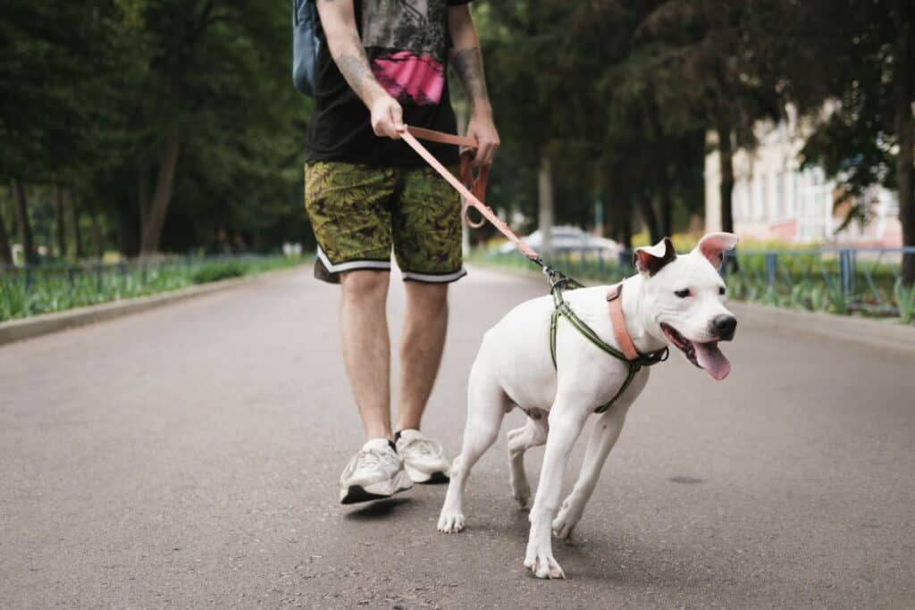 Do Dog Harnesses encourage Pulling