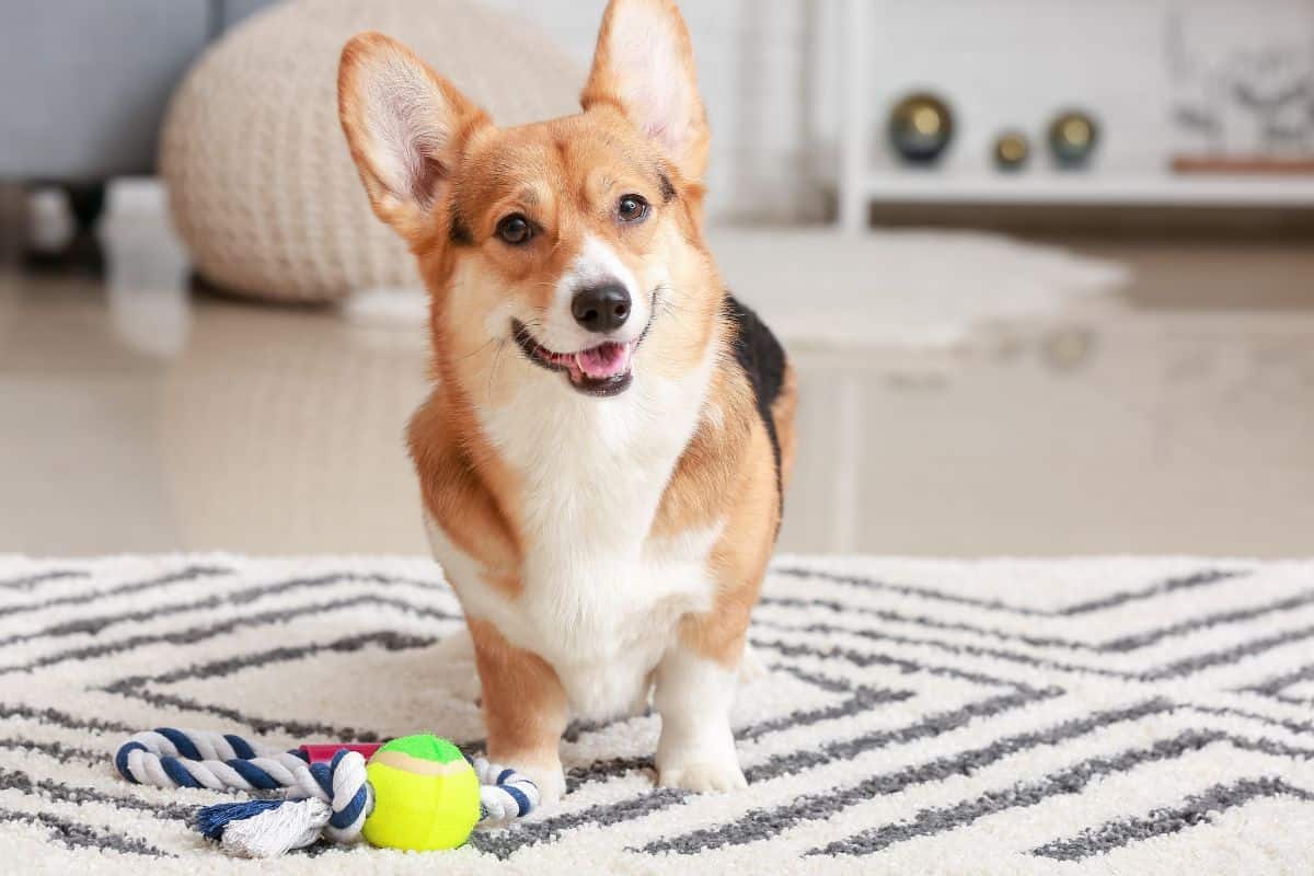 Corgi posing for a photo with tennis ball toy