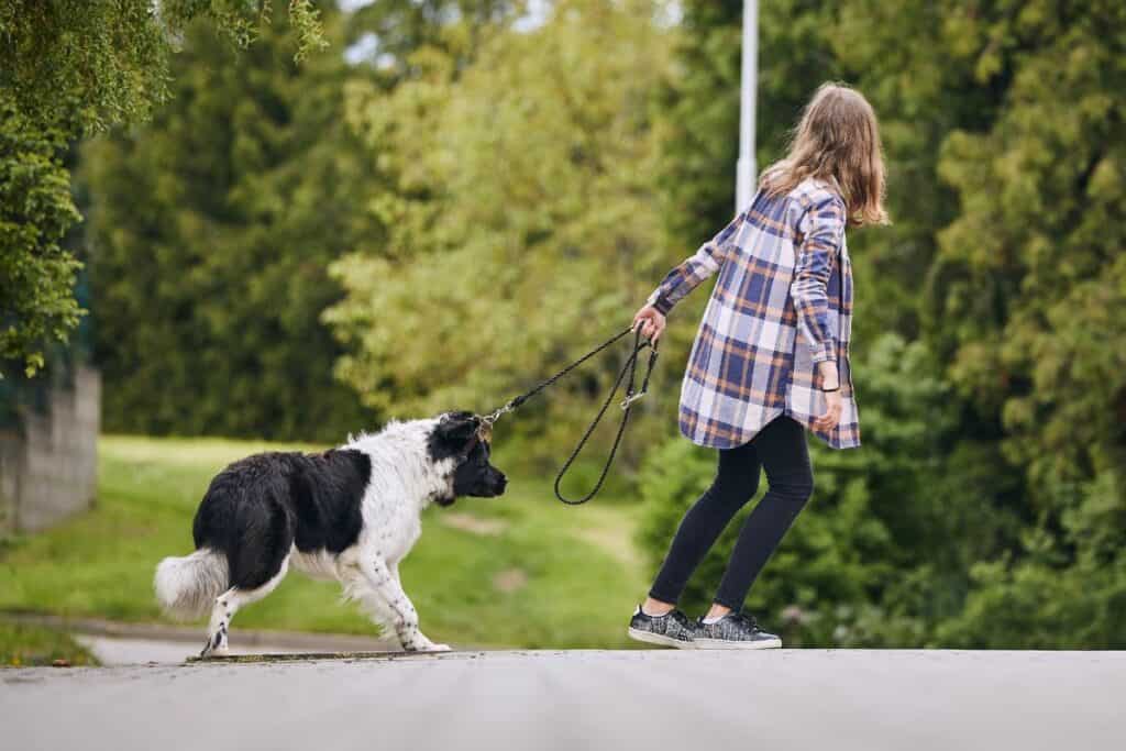 Stubborn dog pulling on leash during walk