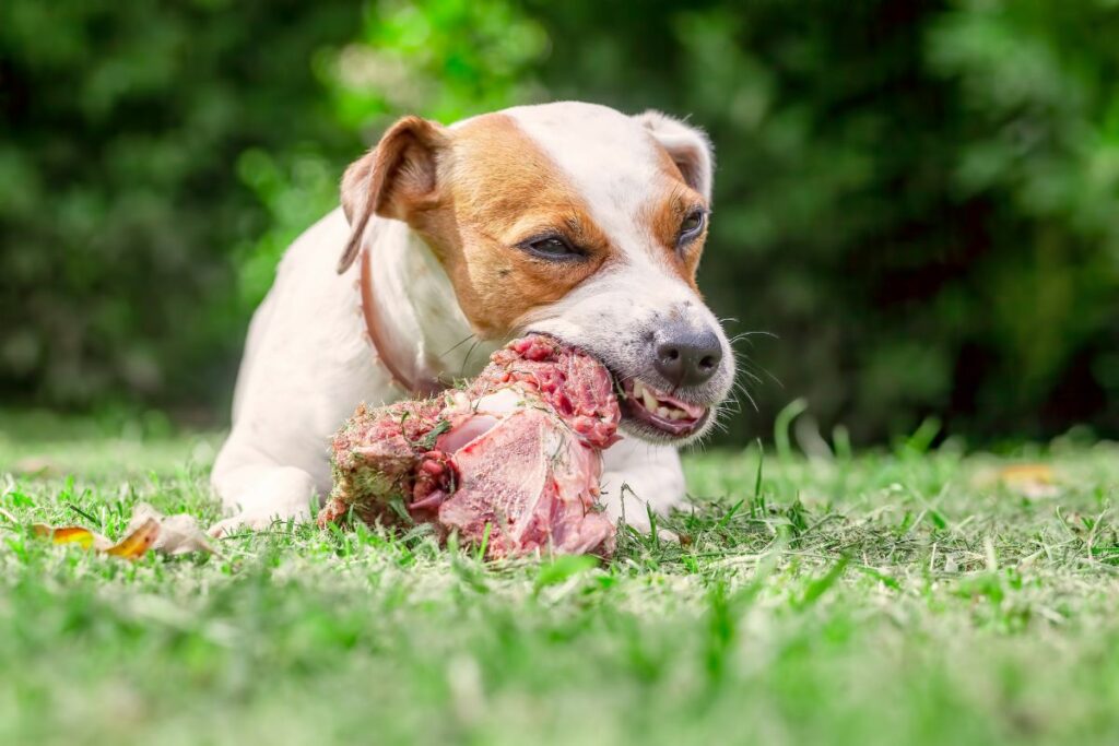 Raw Food Diets for Dogs and Their Potential Risks