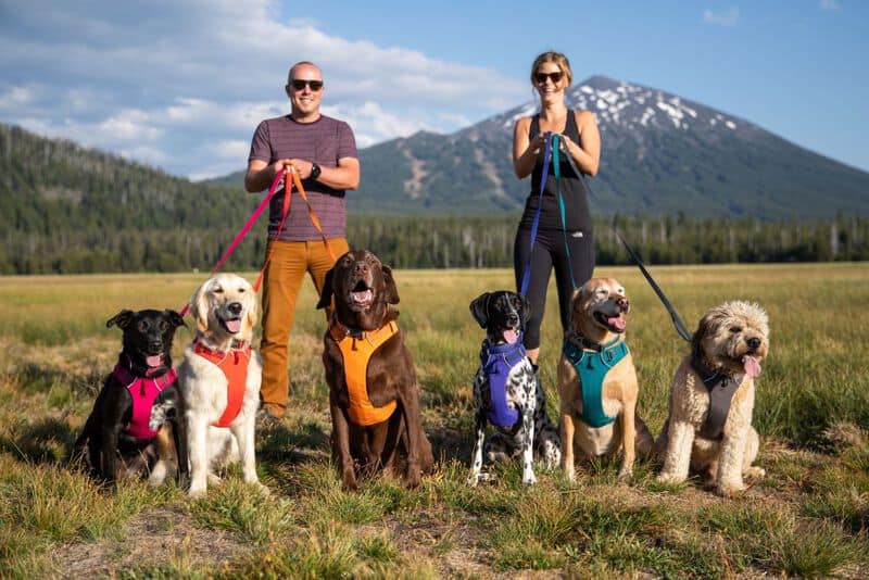 Dogs on Ruffwear harnesses staging for a photo