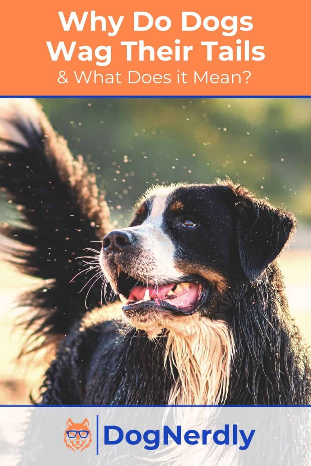 Why do dogs wag their tails & what does it mean?