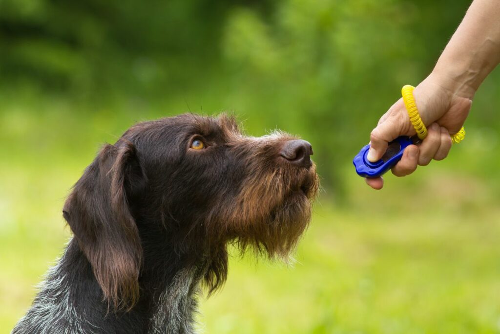 Classical Conditioning in Dog Training