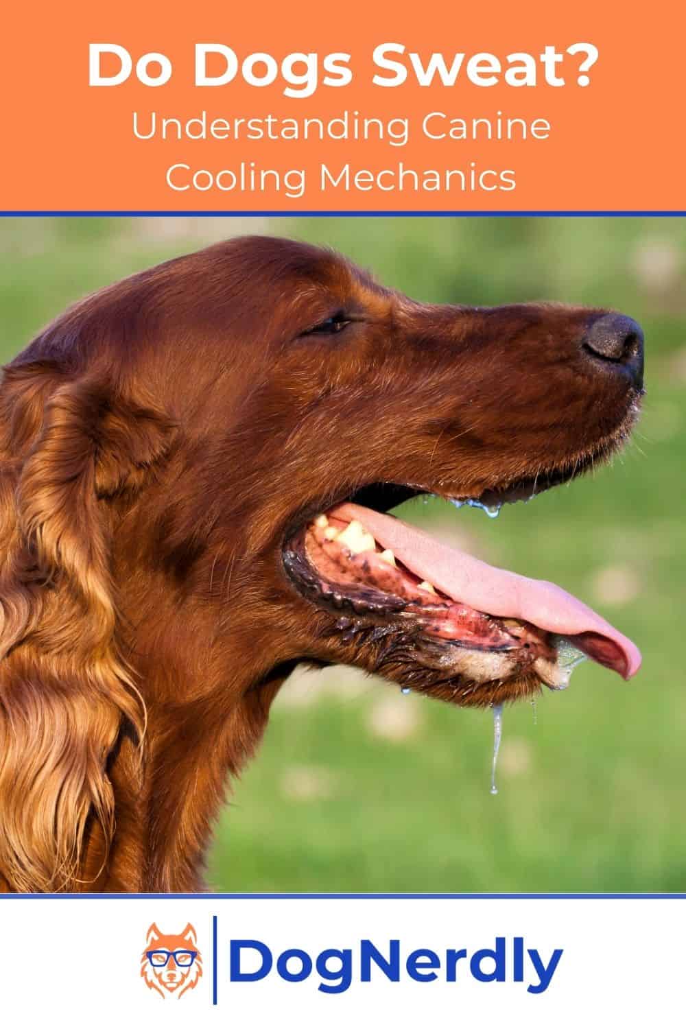 Do Dogs Sweat? Understanding Canine Cooling Mechanisms