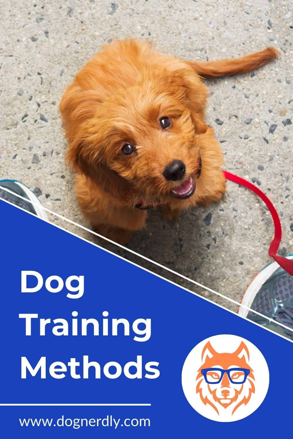 Dog Training Methods: Understanding the Lingo