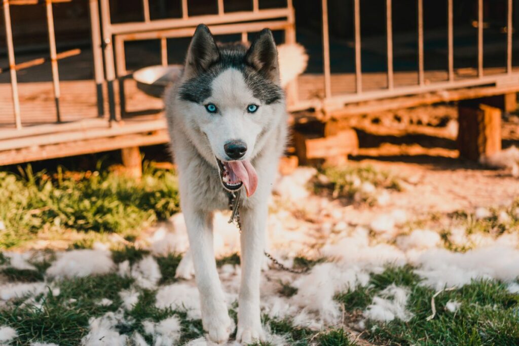 How to Stop Dog Shedding