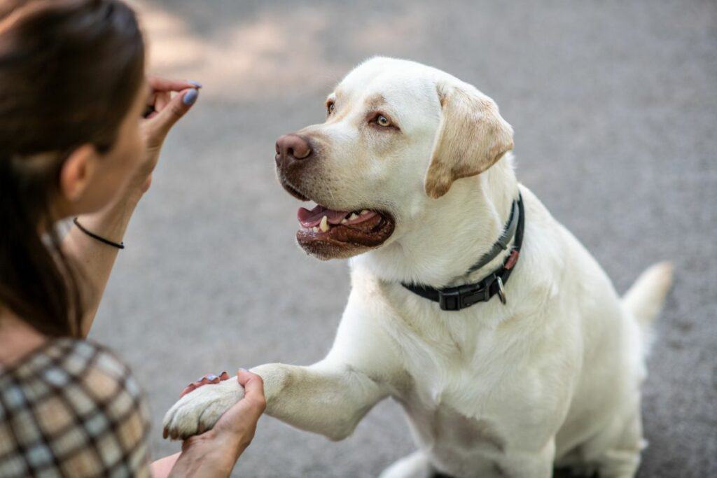 Operant Conditioning in Dog Training
