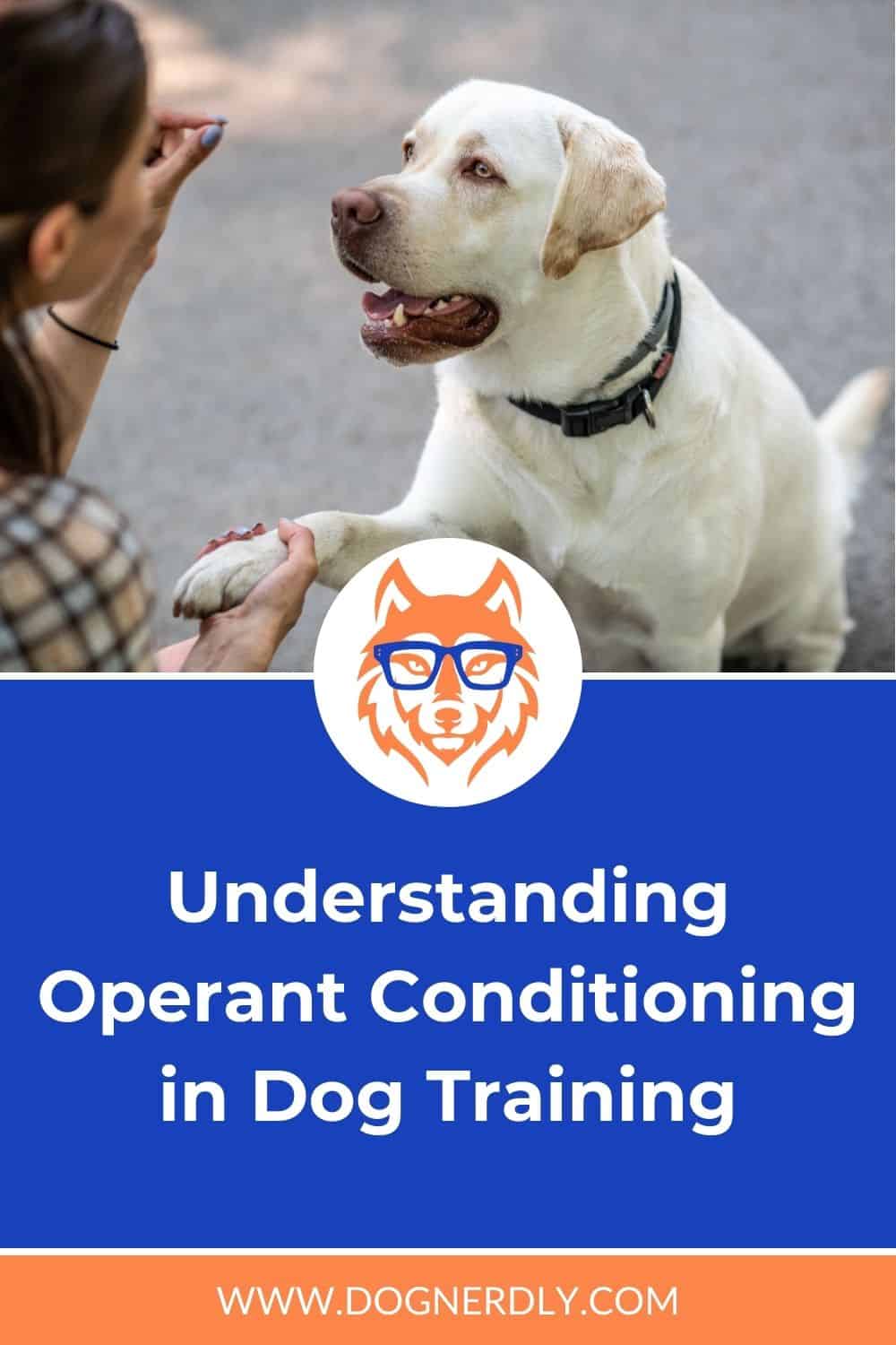 Understanding Operant Conditioning in Dog Training