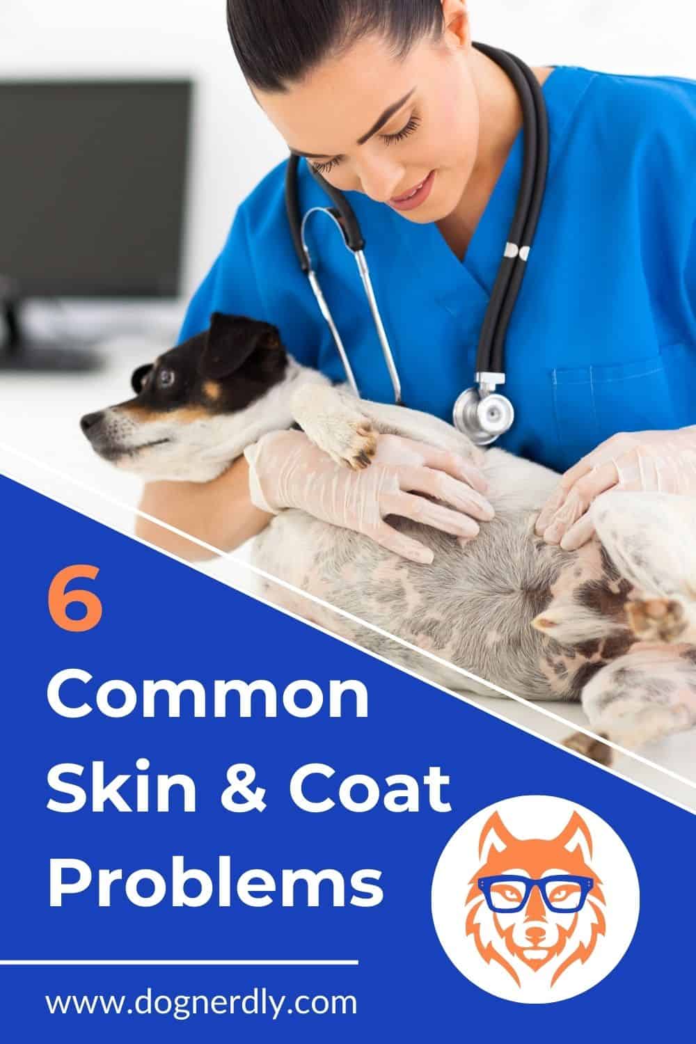 6 Common Skin and Coat Problems in Dogs: How to Recognize and Treat