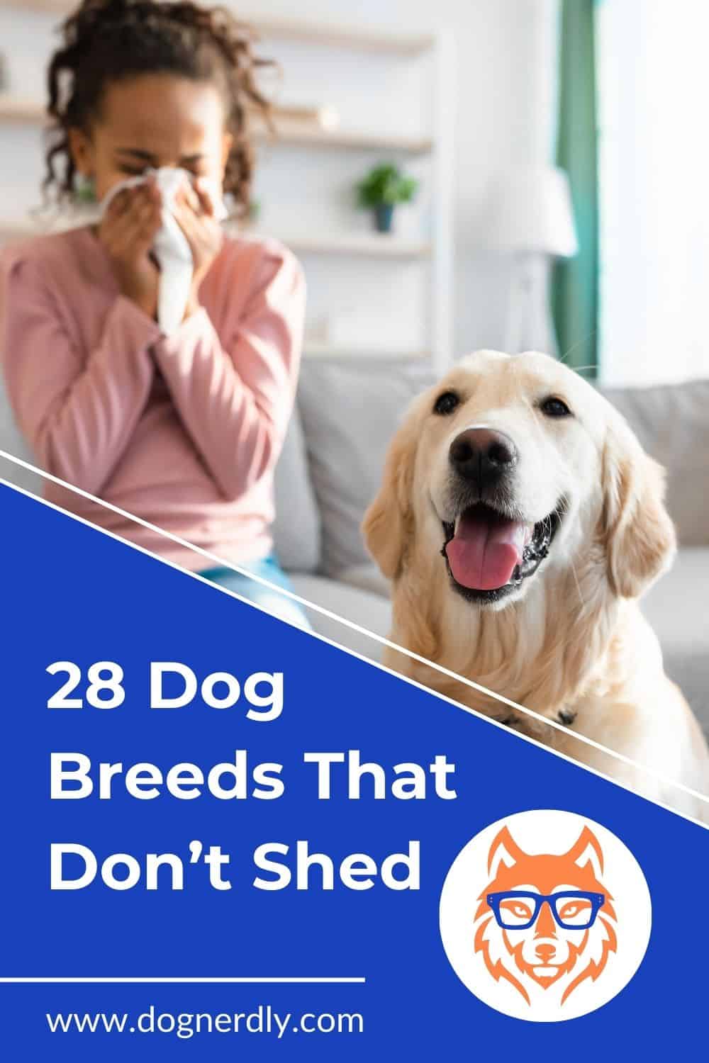28 Dog Breeds That Don\'t Shed: A Guide for Allergy Sufferers