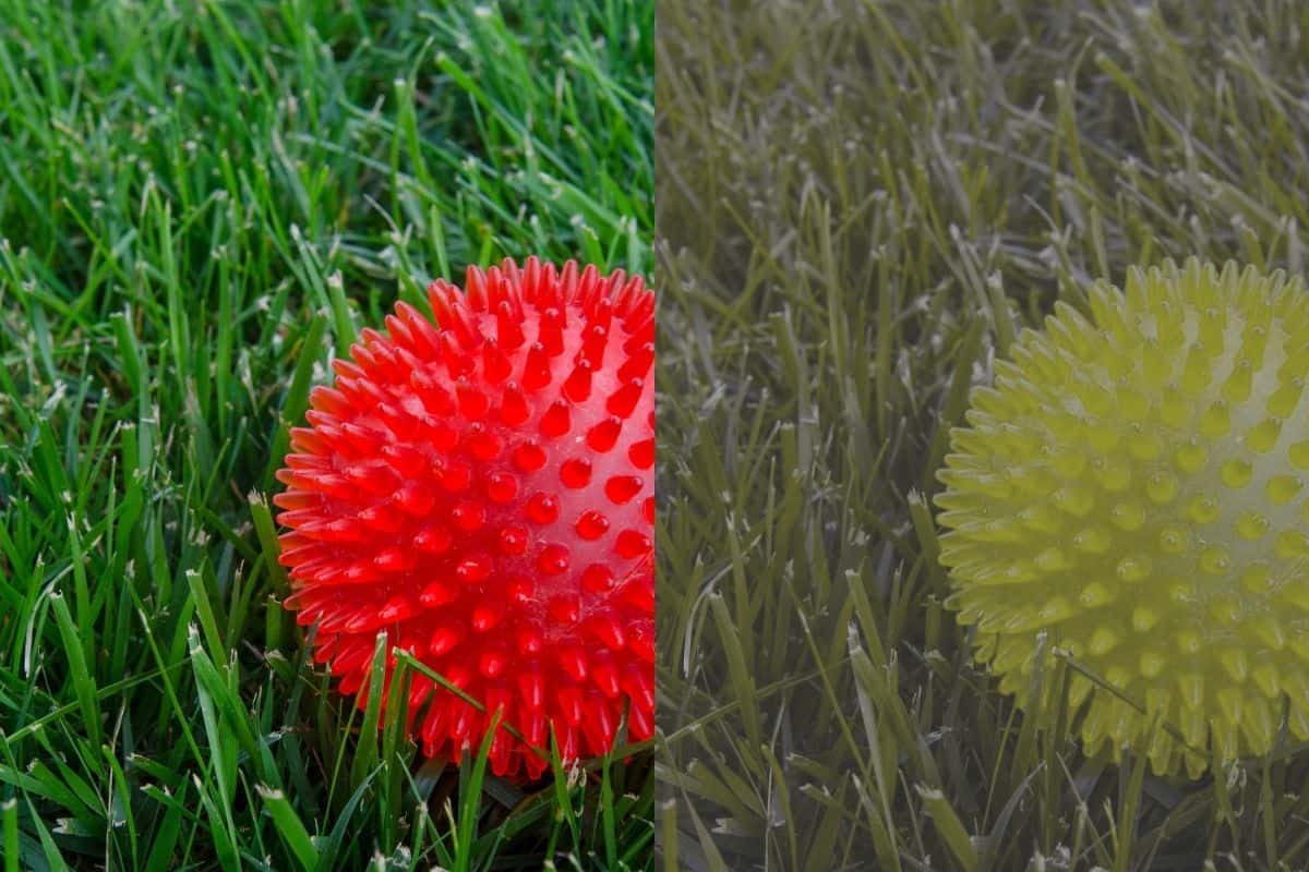 What Colors Can Dogs See - Toy Ball