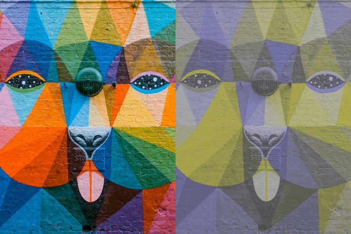 What Colors Can Dogs See - Grafitti