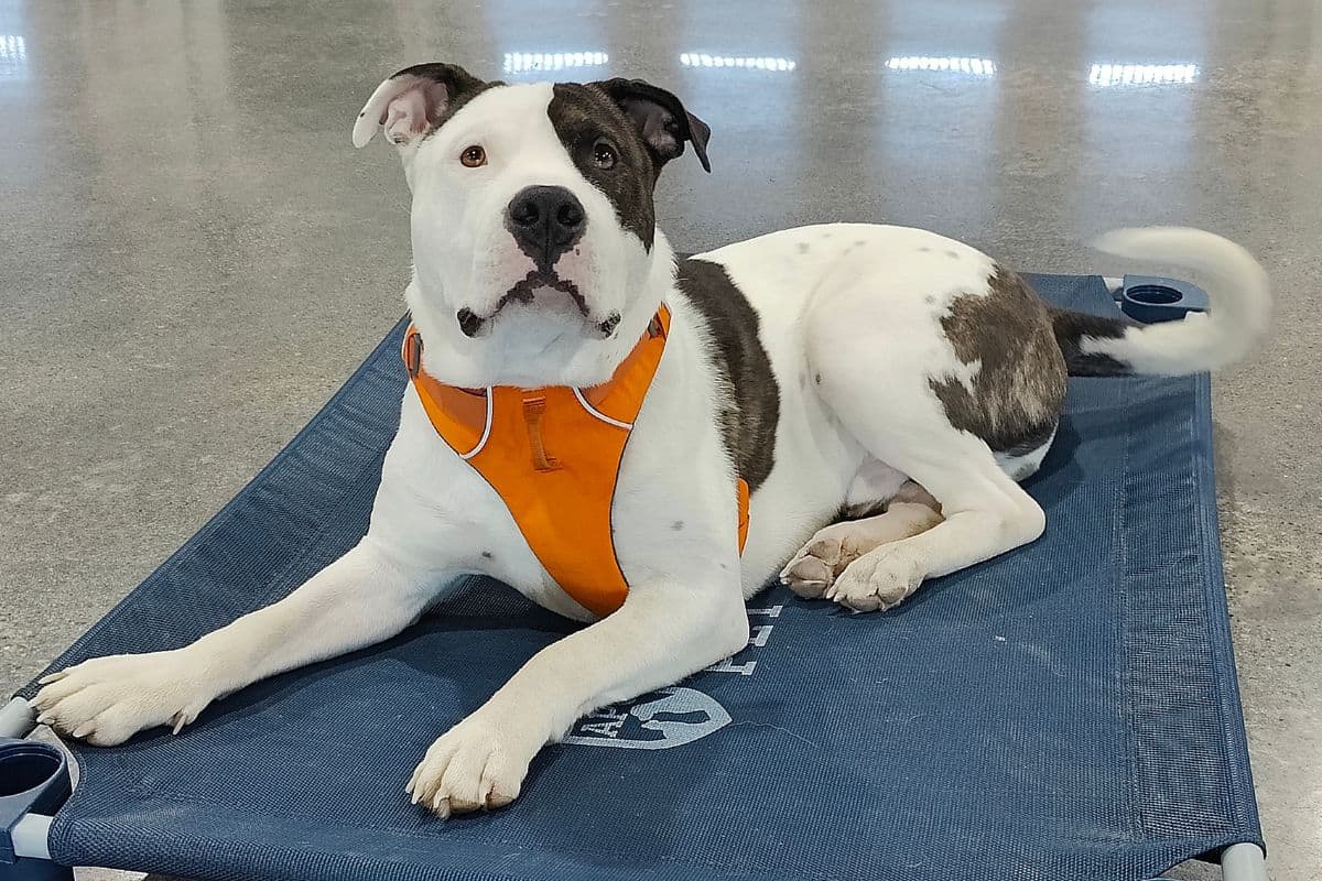 Dog lying down in Ruffwear harness