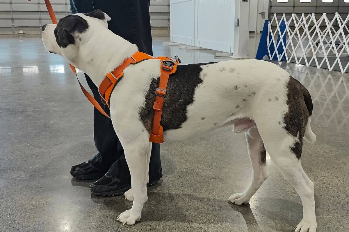 Ruffwear Side View Ruffwear Side View