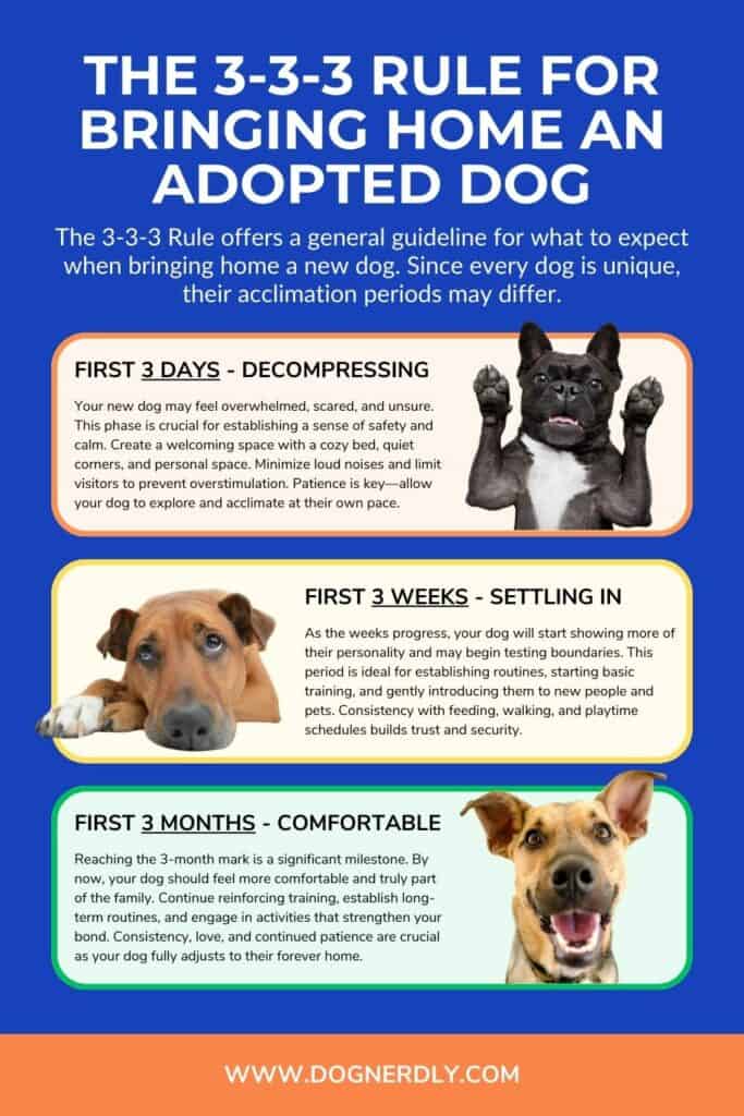 The 3 3 3 Rule A Guide For Bringing Home An Adopted Dog rule-of-adopting-a-rescue-dog-dog-training-dog-advice-dog-behavior