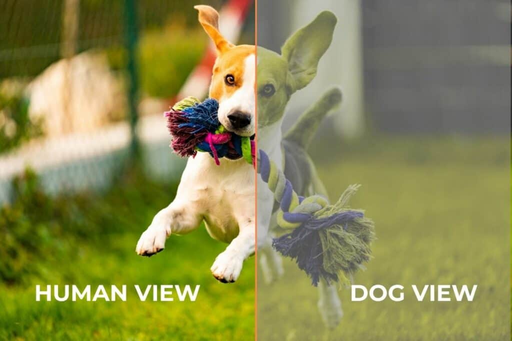 What Colors Can Dogs See