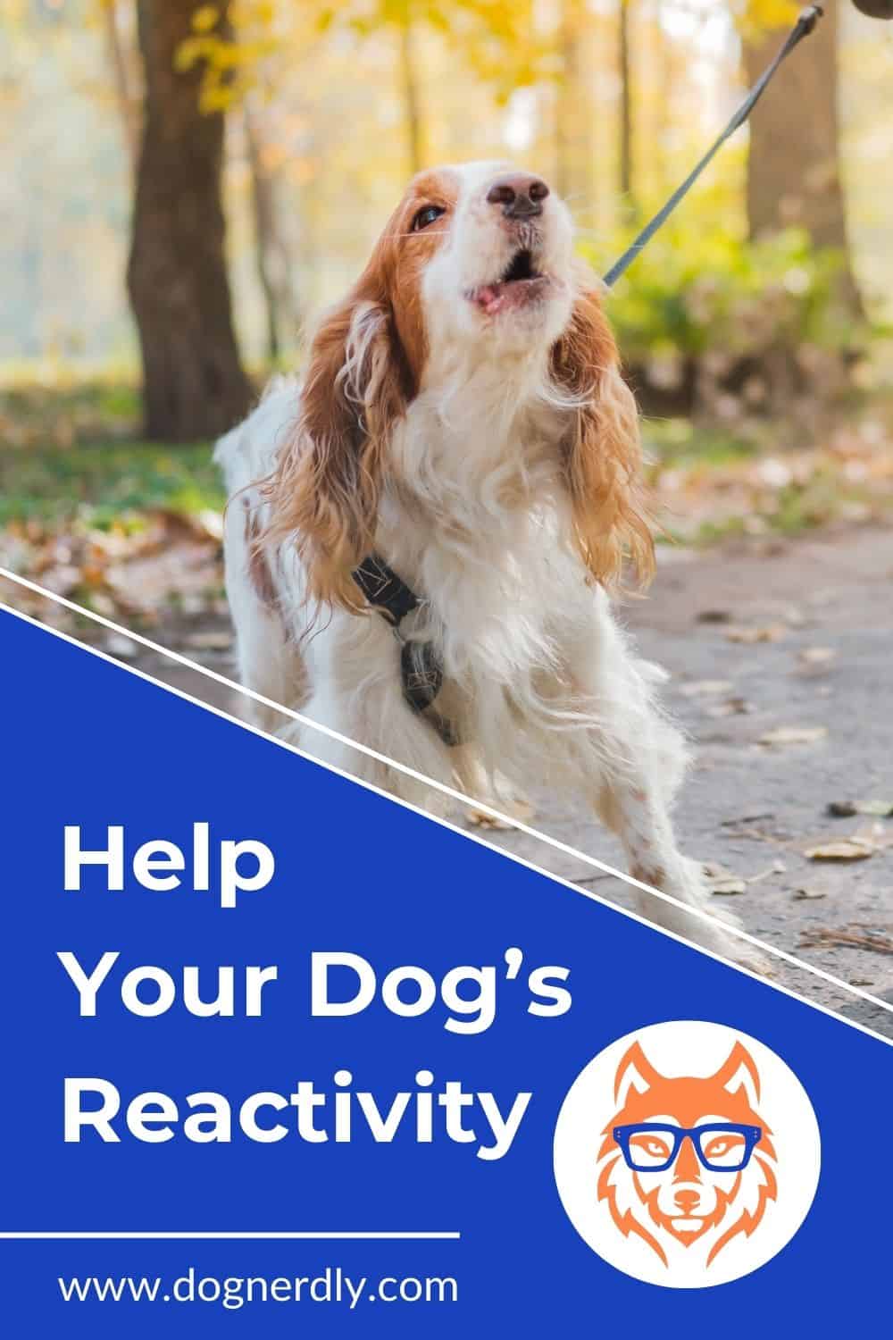 The Engage-Disengage Game: Overcoming Dog Reactivity in 6 Steps