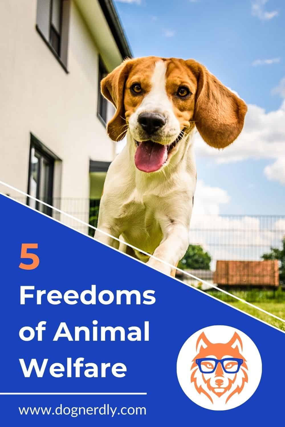 Five Freedoms of Animal Welfare: Applications for Pet Owners