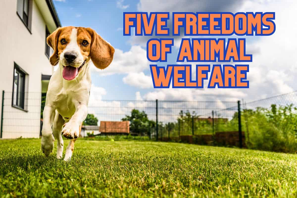 Five Freedoms of Animal Welfare