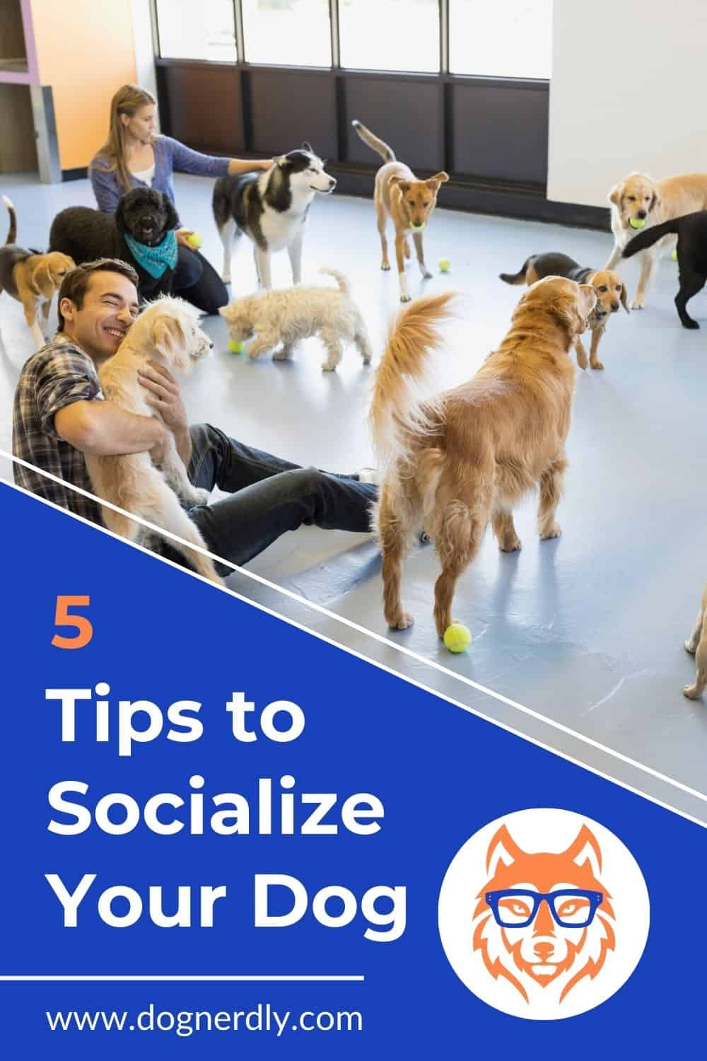 How to Socialize a Dog: Expert Tips for a Confident Canine