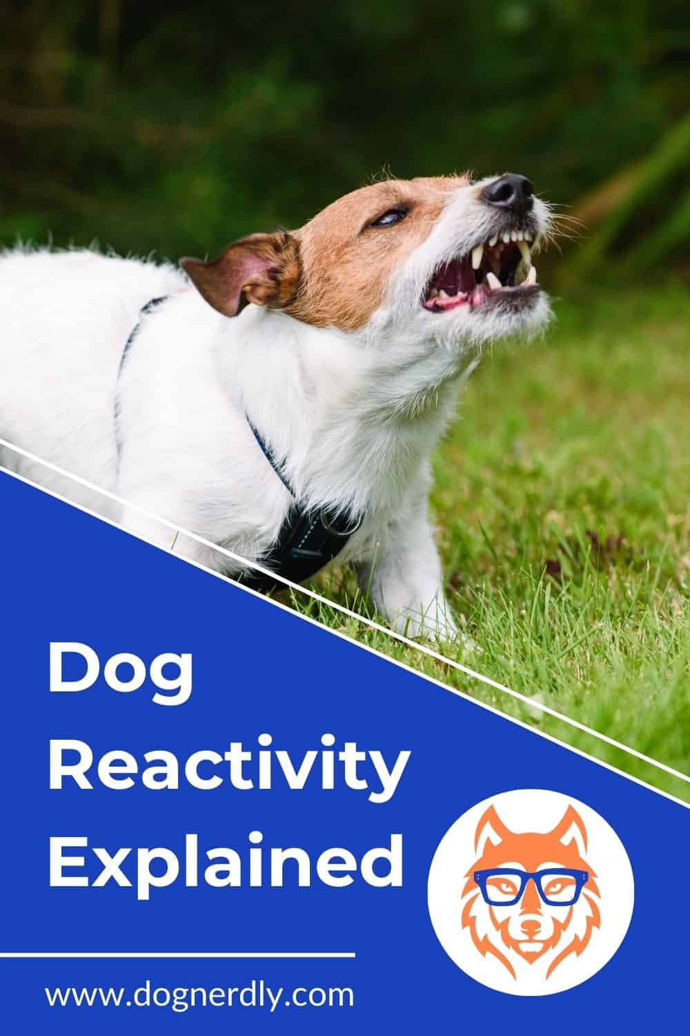 What Is a Reactive Dog and How to Help