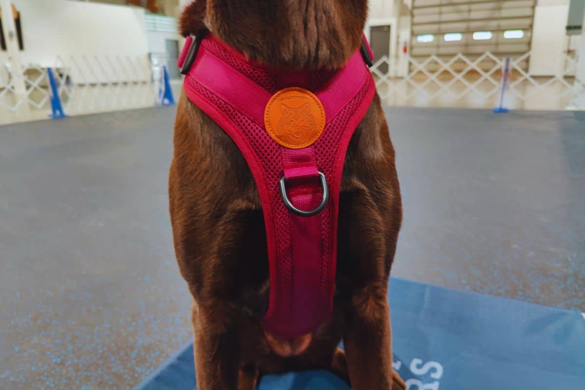 Wilderdog harness front clip