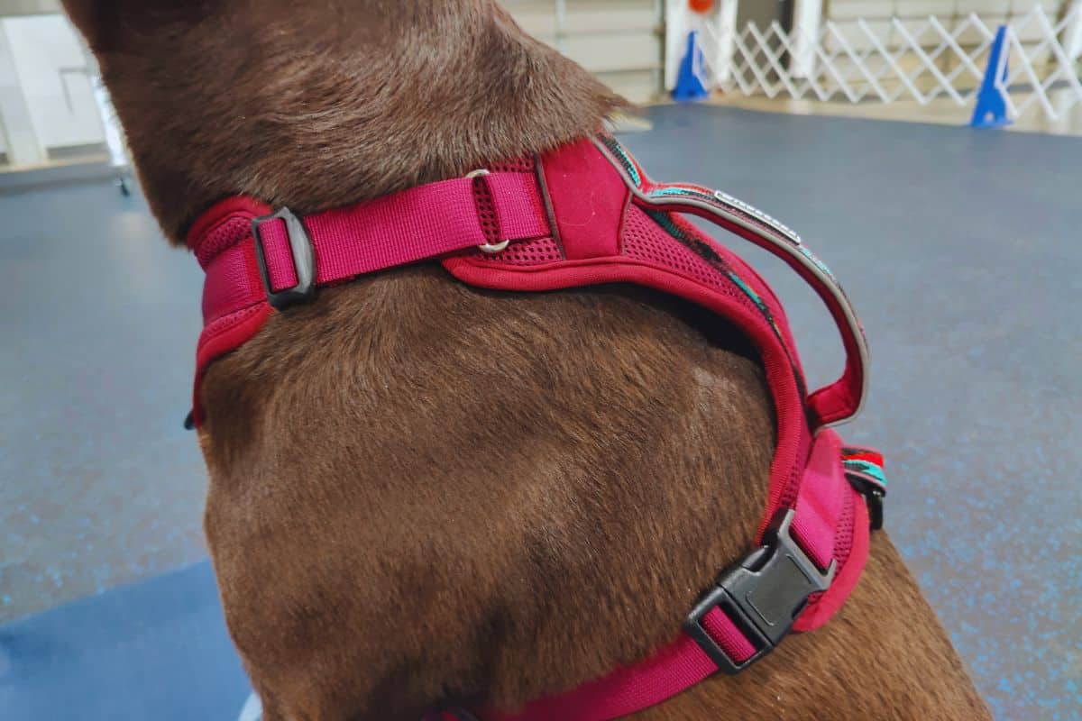 Wilderdog harness adjustable clips and handle