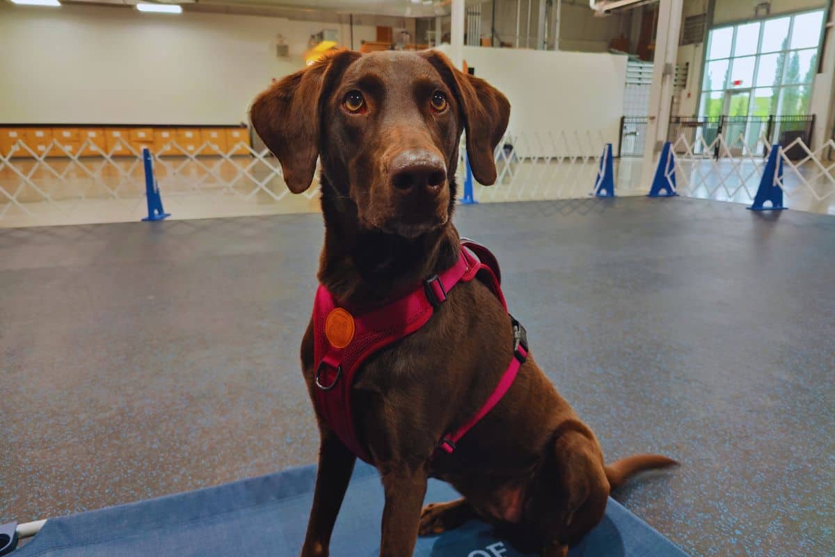 Dog sitting in Wilderdog harness