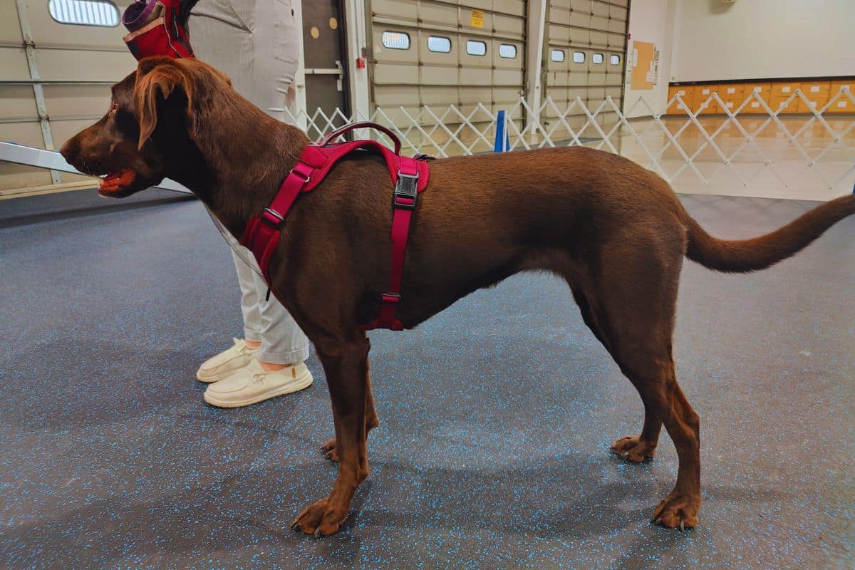 Dog standing in Wilderdog harness