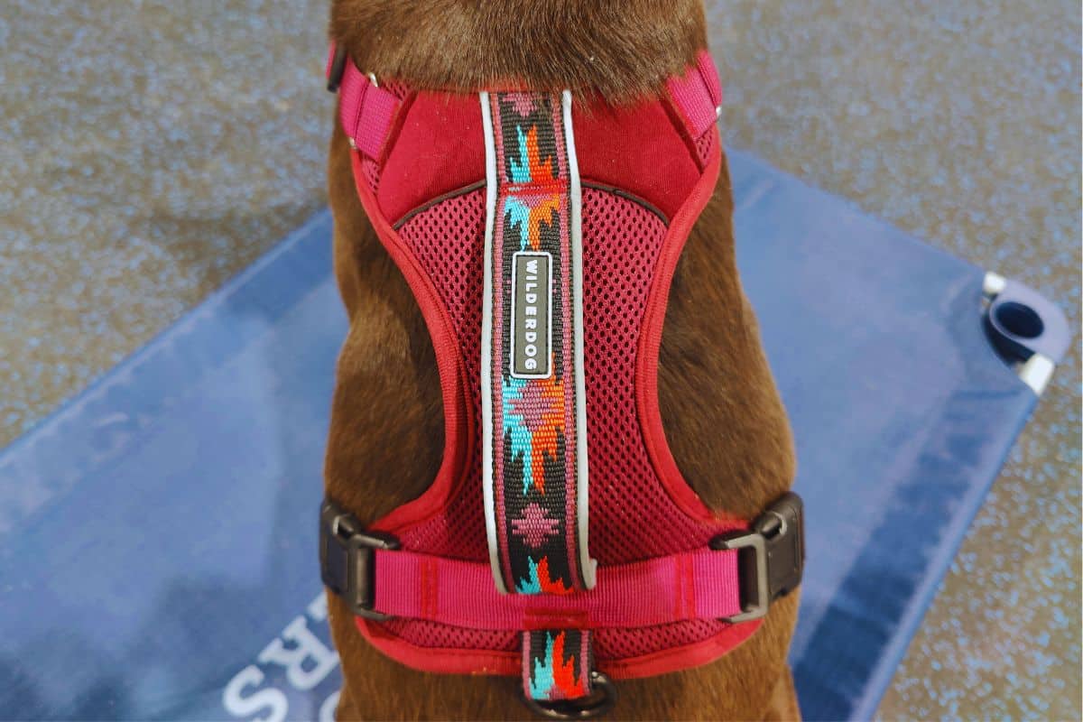 Wilderdog Harness Top Wilderdog harness handle and leash attachment