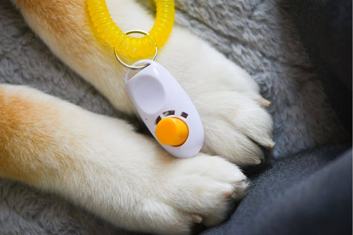 Clicker Training A Dog