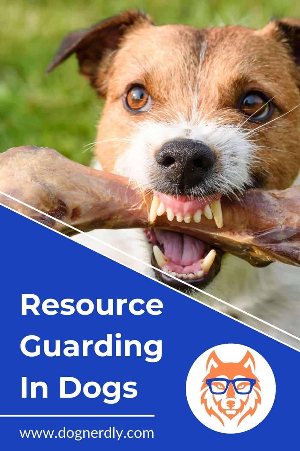 Resource Guarding in Dogs: Expert Tips for Prevention & Overcoming