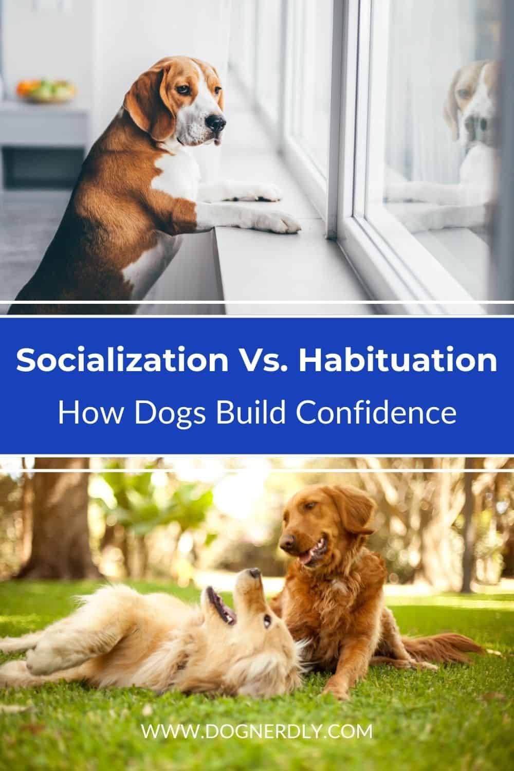 Socialization vs Habituation: 2 Ways Dogs Build Confidence