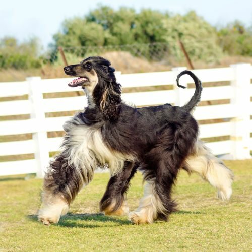 Afghan Hound Afghan Hound