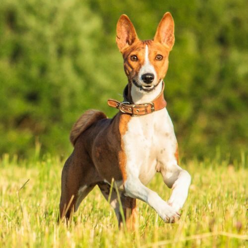 Basenji Basenji