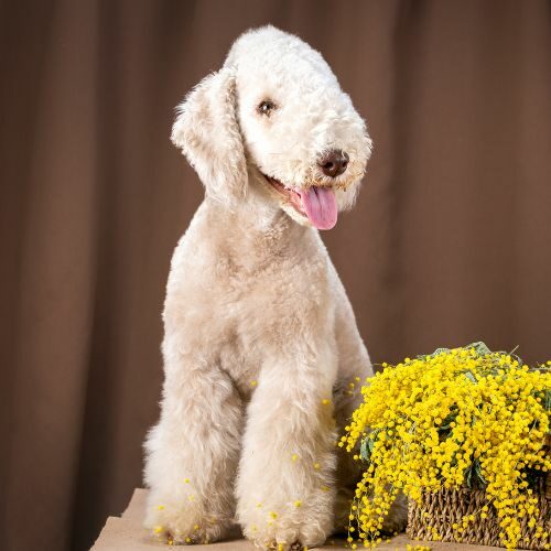 Bedlington Terrier