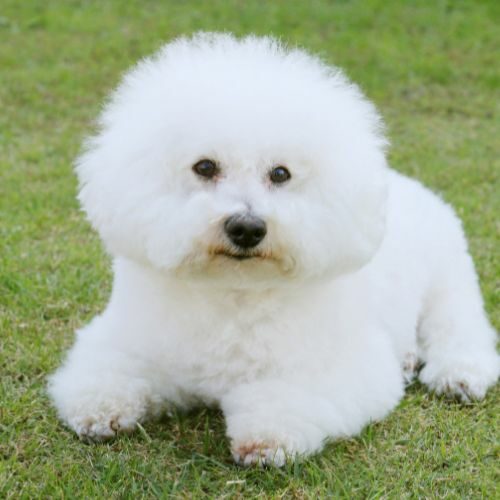 Bichon Frise Bichon Frise