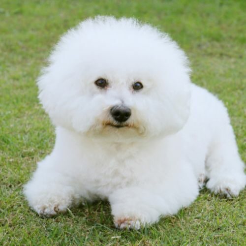 Bichon Frise