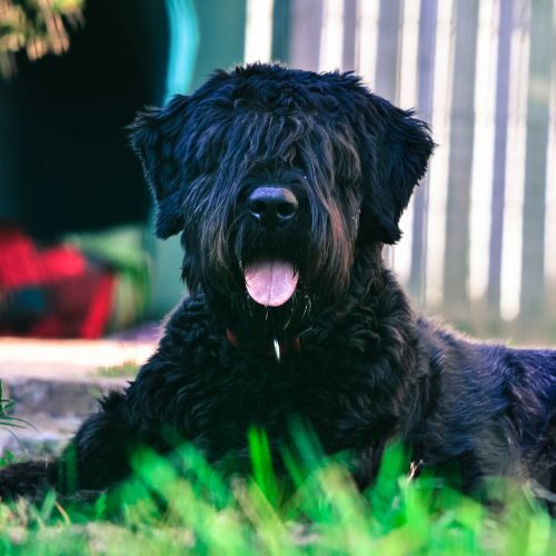 Bouvier des Flandres Bouvier des Flandres