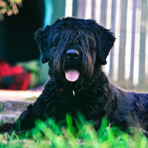 Bouvier des Flandres