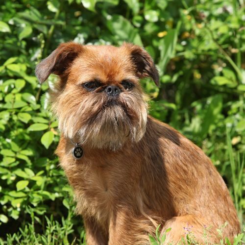 Brussels Griffon Brussels Griffon