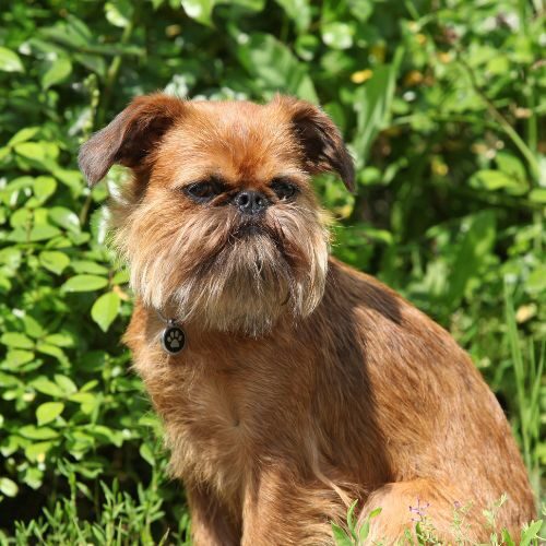 Brussels Griffon