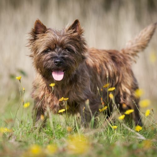 Cairn Terrier Cairn Terrier