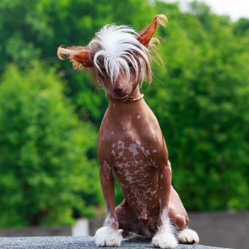Chinese Crested Chinese Crested