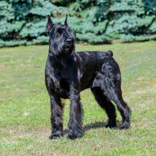Giant Schnauzer Giant Schnauzer