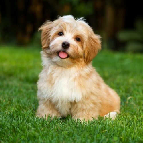 Havanese