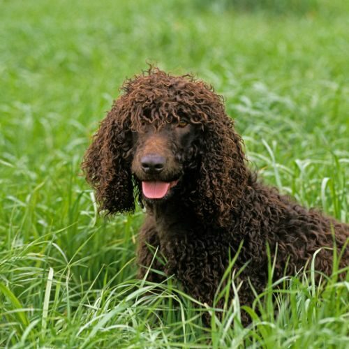 Irish Water Spaniel Irish Water Spaniel