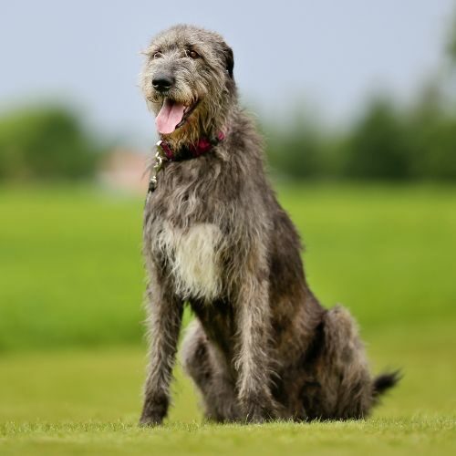 Irish Wolfhound Irish Wolfhound