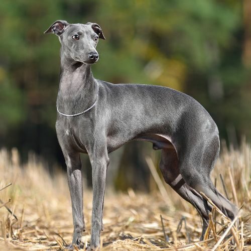 Italian Greyhound Italian Greyhound
