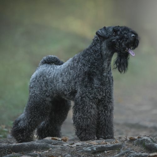 Kerry Blue Terrier